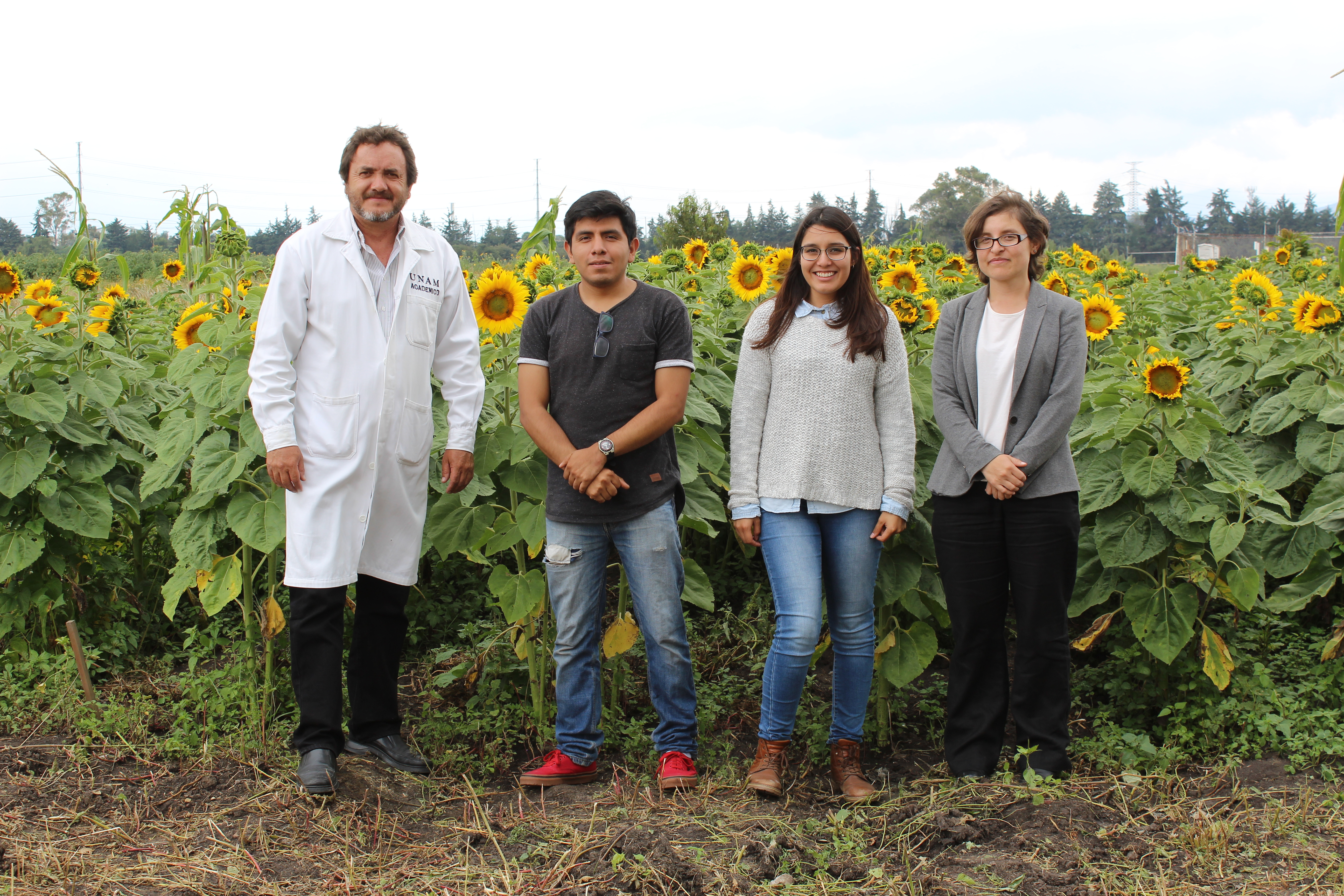 Propuesta para mejorar el cultivo de girasol en municipios mexiquenses –  Gaceta Digital Comunidad